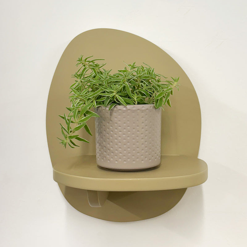 Mini Sedum Silverstar & Pot