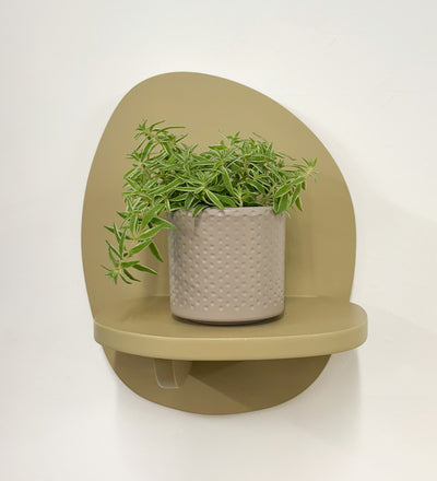 Mini Sedum Silverstar & Pot