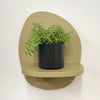 Mini Sedum Silverstar & Pot