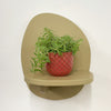 Mini Sedum Silverstar & Pot