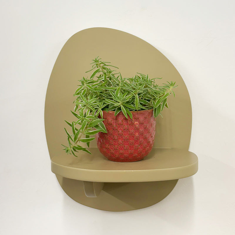 Mini Sedum Silverstar & Pot
