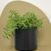 Mini Sedum Silverstar & Pot