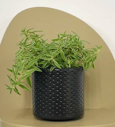 Mini Sedum Silverstar & Pot