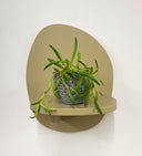 Blue Pot