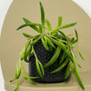 Mini String of Bananas & Pot