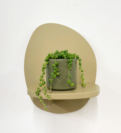 Mini String of Pearls & Pot