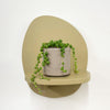 Mini String of Pearls & Pot
