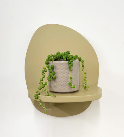 Mini String of Pearls & Pot