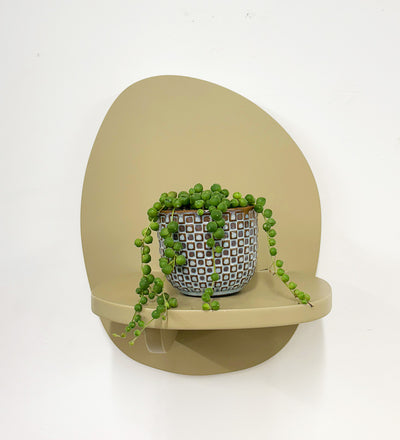 Mini String of Pearls & Pot