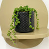 Mini String of Pearls & Pot