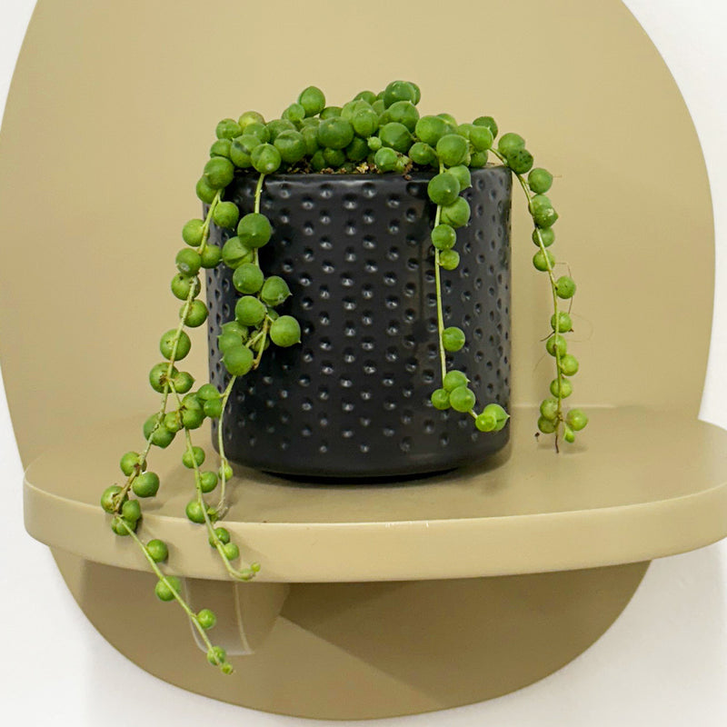 Mini String of Pearls & Pot