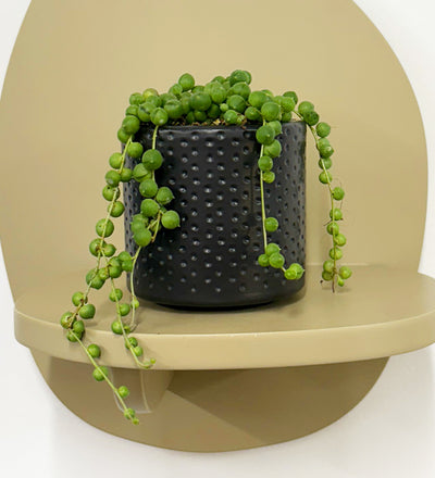 Mini String of Pearls & Pot