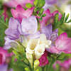 Embossed Floral Ceramic Freesia Pot