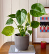 A Year of Houseplants Bundle