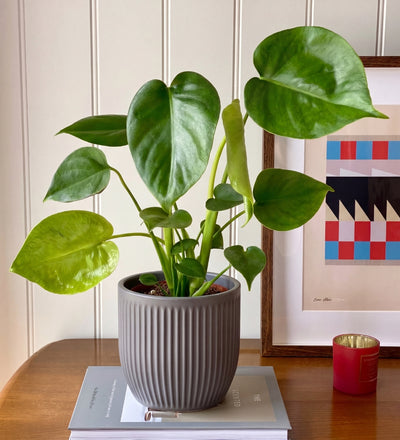 A Year of Houseplants Bundle
