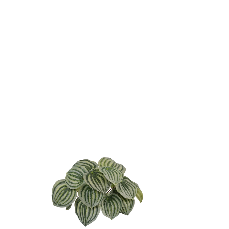 White Jasmine & Pot