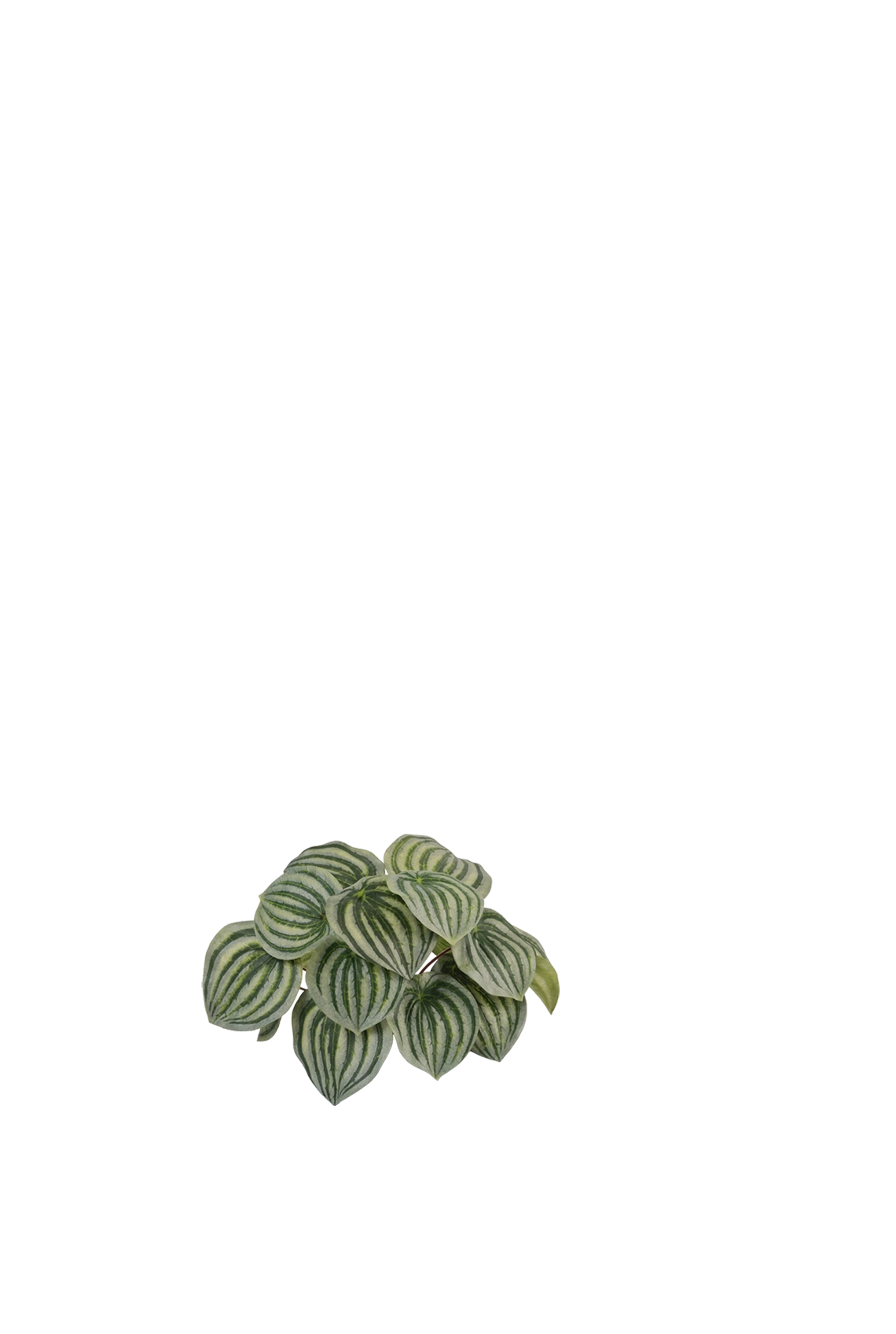 White Jasmine & Pot