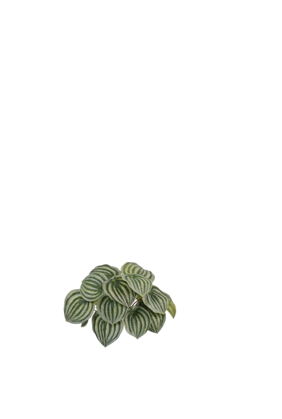 White Jasmine & Pot