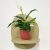 Mini Peace Lily & pot