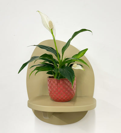 Mini Peace Lily & pot