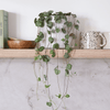 String of Hearts Pair