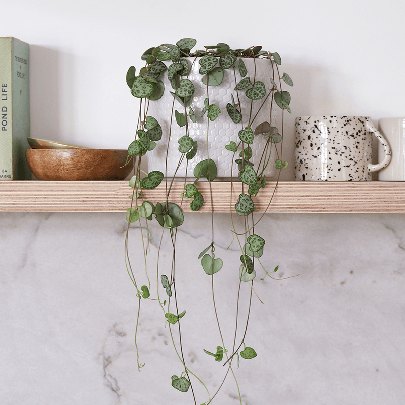 String of Hearts Pair