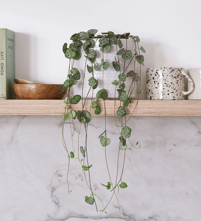 String of Hearts Pair