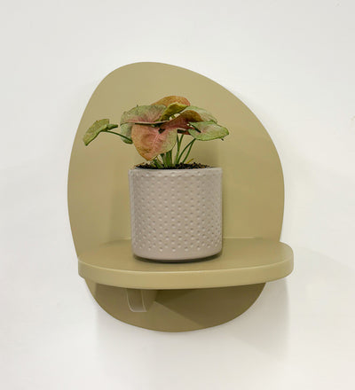 Mini Syngonium Red Heart & Pot