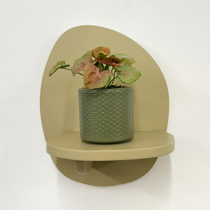 Mini Syngonium Red Heart & Pot
