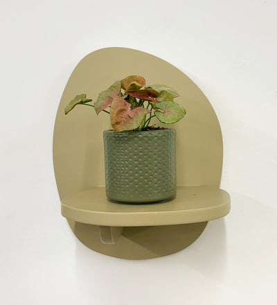 Mini Syngonium Red Heart & Pot