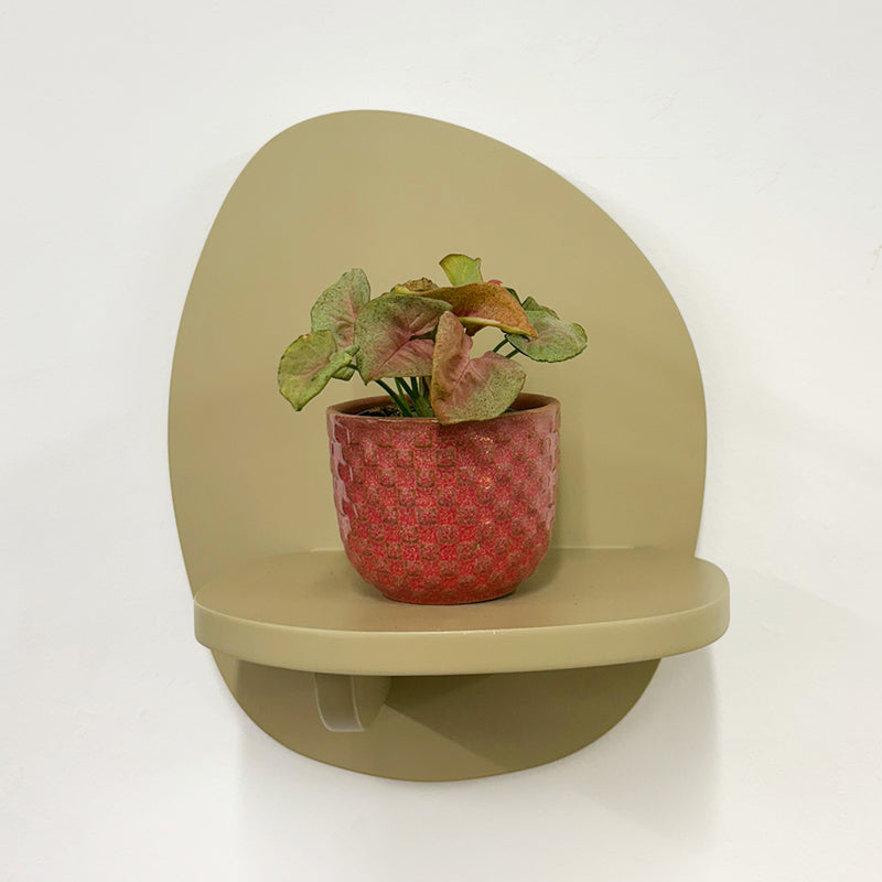 Mini Syngonium Red Heart & Pot
