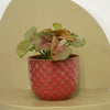 Mini Syngonium Red Heart & Pot
