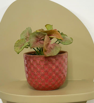 Mini Syngonium Red Heart & Pot