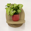 Mini Syngonium White Butterfly & Pot