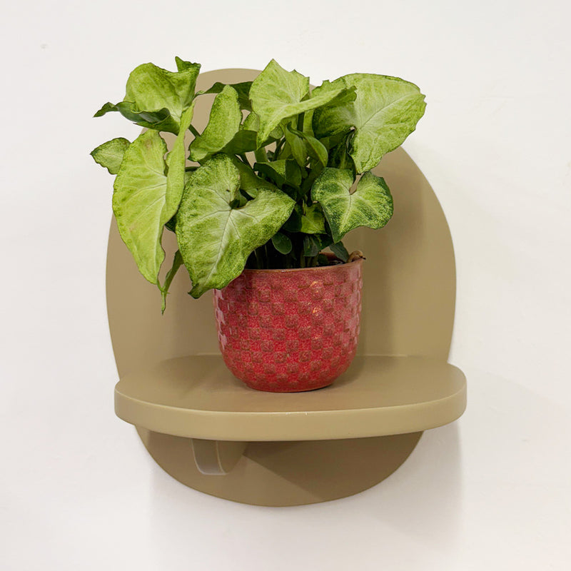 Mini Syngonium White Butterfly & Pot