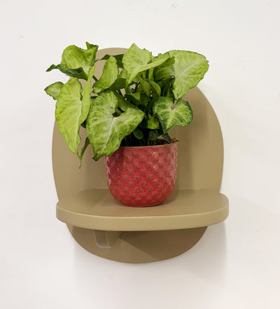 Mini Syngonium White Butterfly & Pot