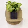 Mini Syngonium White Butterfly & Pot