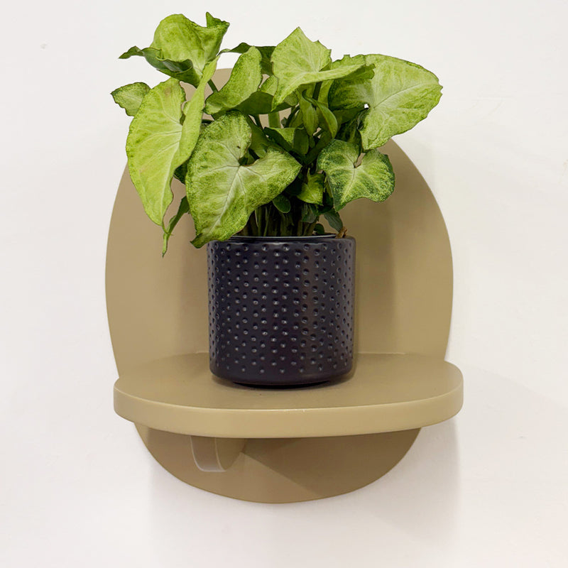 Mini Syngonium White Butterfly & Pot