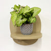 Mini Syngonium White Butterfly & Pot
