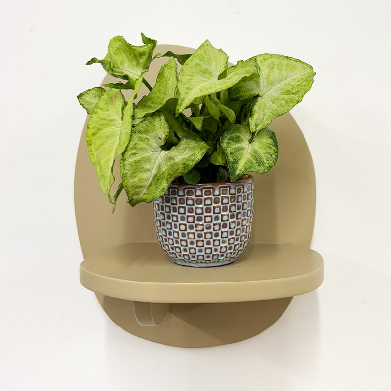 Mini Syngonium White Butterfly & Pot