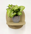 Mini Syngonium White Butterfly & Pot