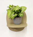 Blue Pot