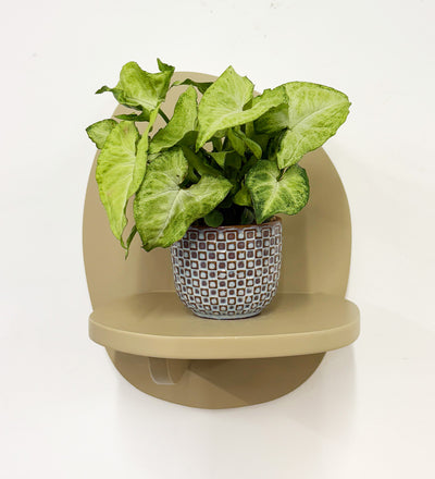 Mini Syngonium White Butterfly & Pot