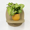 Mini Syngonium White Butterfly & Pot