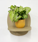 Mustard Pot