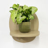 Mini Syngonium White Butterfly & Pot