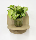 Green Pot