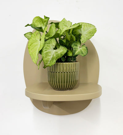 Mini Syngonium White Butterfly & Pot