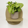 Mini Syngonium White Butterfly & Pot