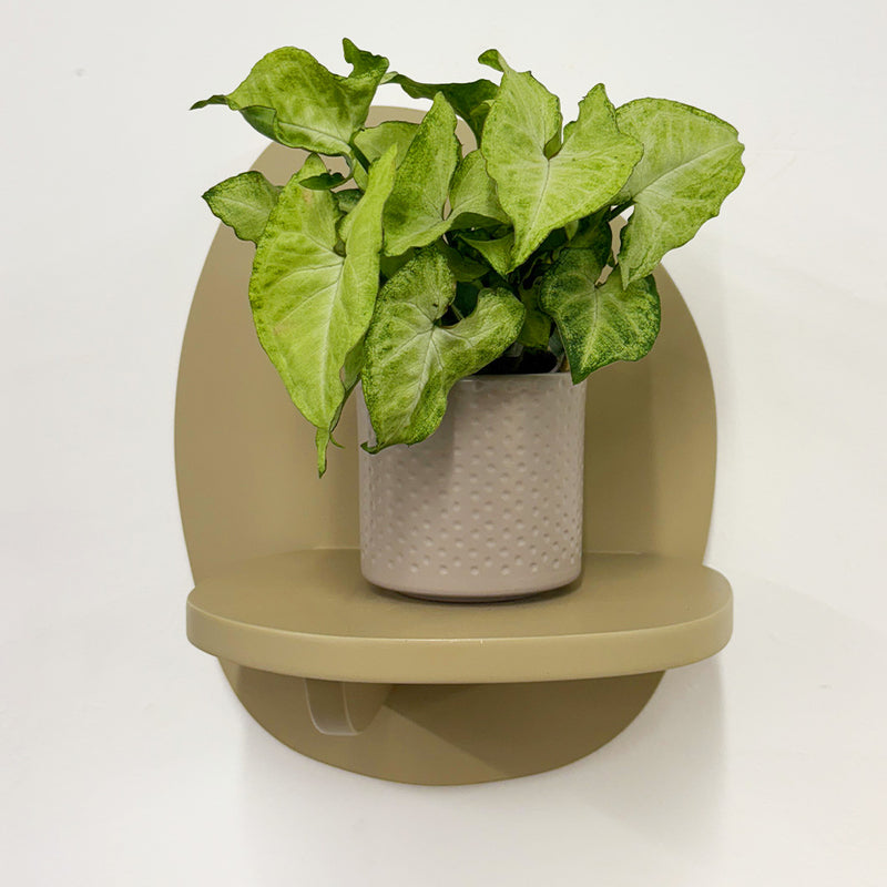 Mini Syngonium White Butterfly & Pot